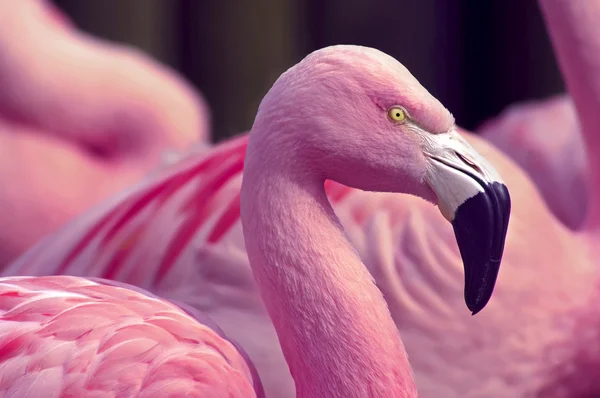 Chilean Flamingos close up