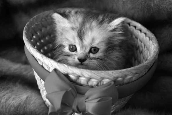 Little kitten, Persian kitten, lovely kitten,