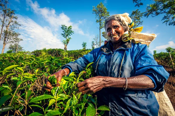 Tea Picking in Sri Lankan Mountains