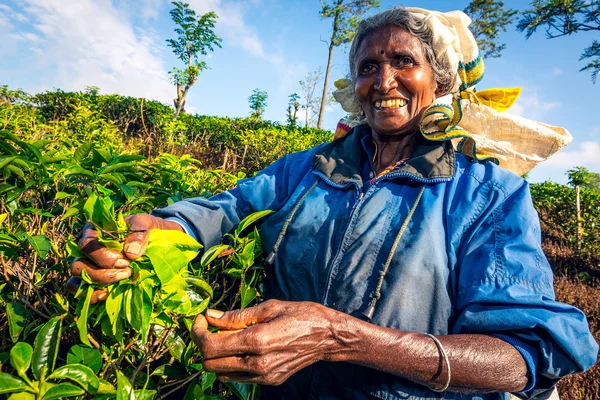 Tea Picking in Sri Lankan Mountains