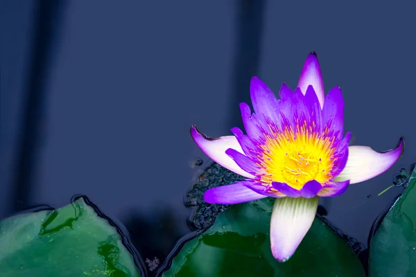 Colorful flower water lily on dark water with leaves