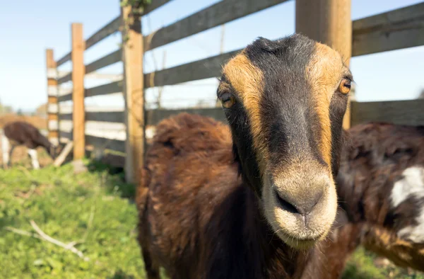Earless Goat Close Portrait Farm Animal Domestic Livestock