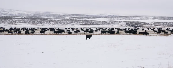 Cows in Deep Snow on the Ranch