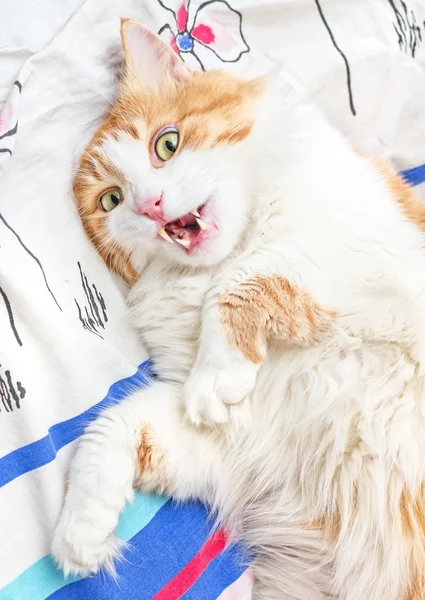 Surprised cat with mouth open
