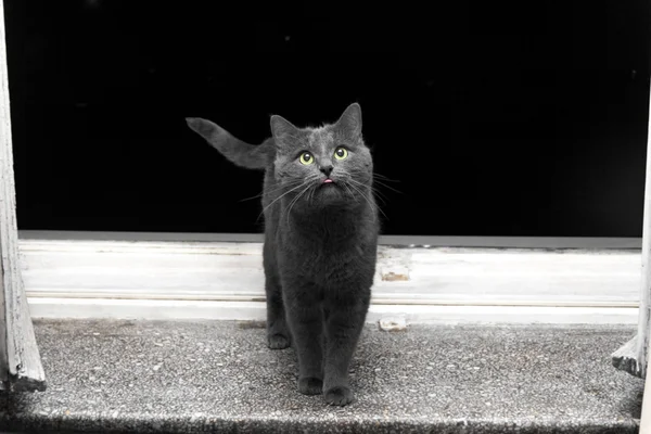 Gray surprised cat with on window sill