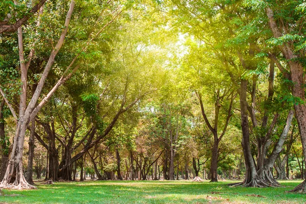 Big tree and green lawn in city park with  sun light