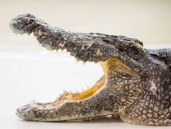 Dangerous crocodile
