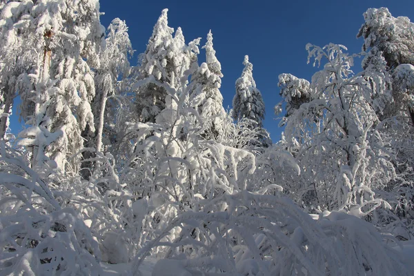 Trees covered with snow in Sunny weather