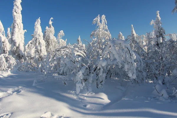 Trees covered with snow in Sunny weather
