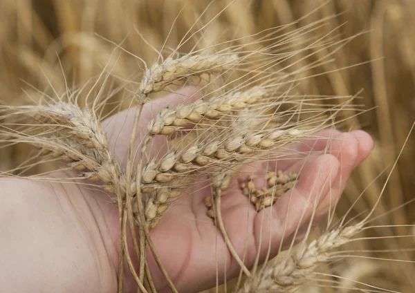 Ripe wheat ears on a human hand