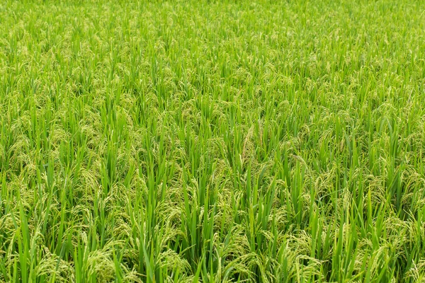 Rice field in summer day.