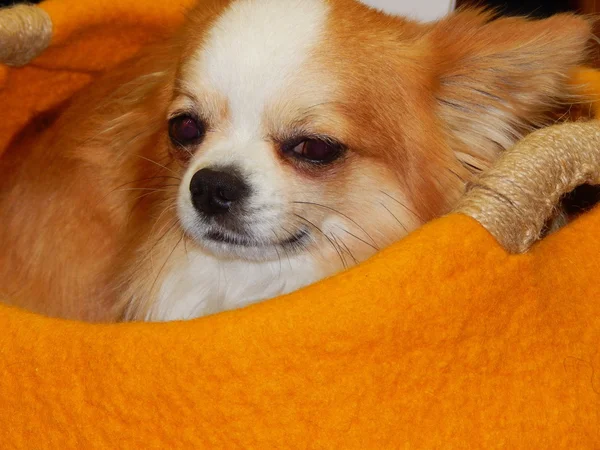 A small dog in a bright yellow bag.