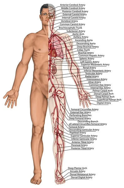 Human bloodstream - didactic board of anatomy of blood system of human circulation sanguine, cardiovascular, vascular and arterial system