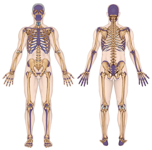 Anatomical body, human skeleton, anatomy of human bony system, body surface contour and palpable bony prominences of the trunk and upper and lower limbs, anterior posterior view, full body