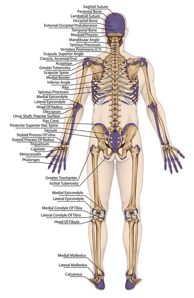 Anatomical body, human skeleton, anatomy of human bony system, body surface contour and palpable bony prominences of the trunk and upper and lower limbs, posterior view, full body