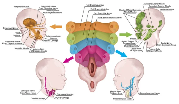 The system of pharyngeal or branchial arches afte Sadler and Drews, anlage of the embryonic pharyngeal arches with the associated nerves, muscles, skeletal derivatives, embryonic development