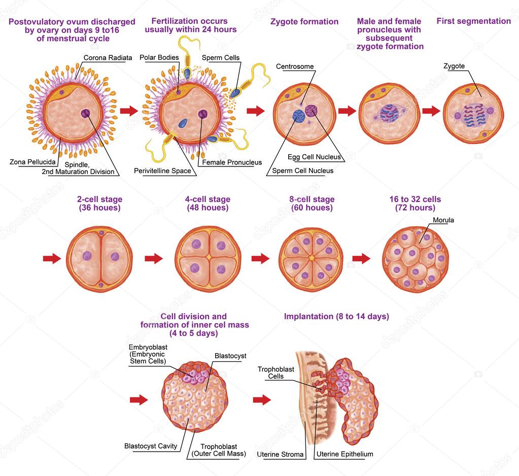 Human Ontogeny Fertilization Developmental Stage Embryology Cells