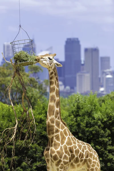 Cute Giraffe feeding