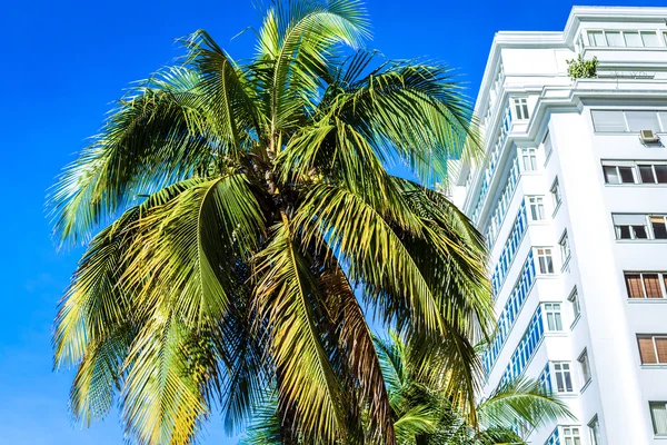 Palm trees and buildings in Rio de Janeiro