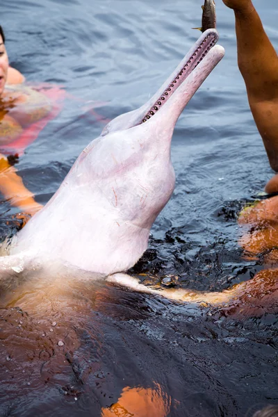 People feeding the famous Pink Dolphin (Boto Rosa) in Amazon, Brazil.
