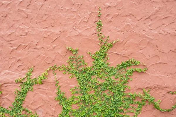 Ivy wall