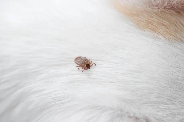 Big ticks on a dog