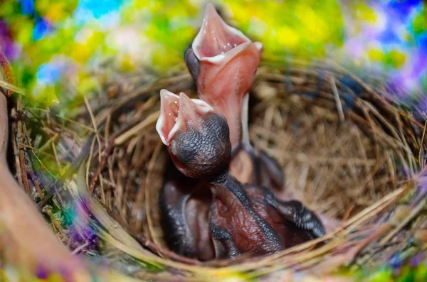 Baby Birds In The Nest