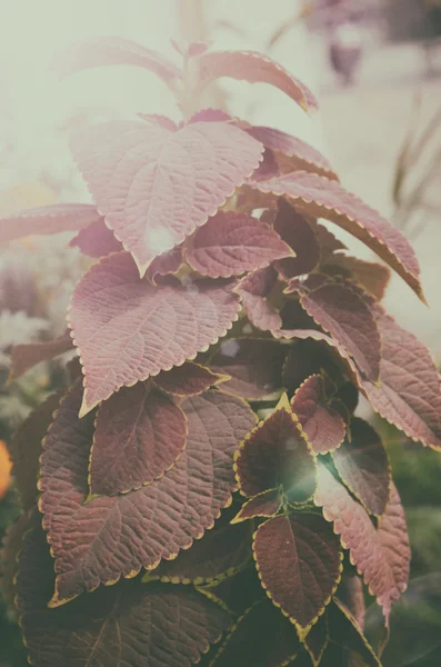 Close up of beautiful pink color gardening leaf tree