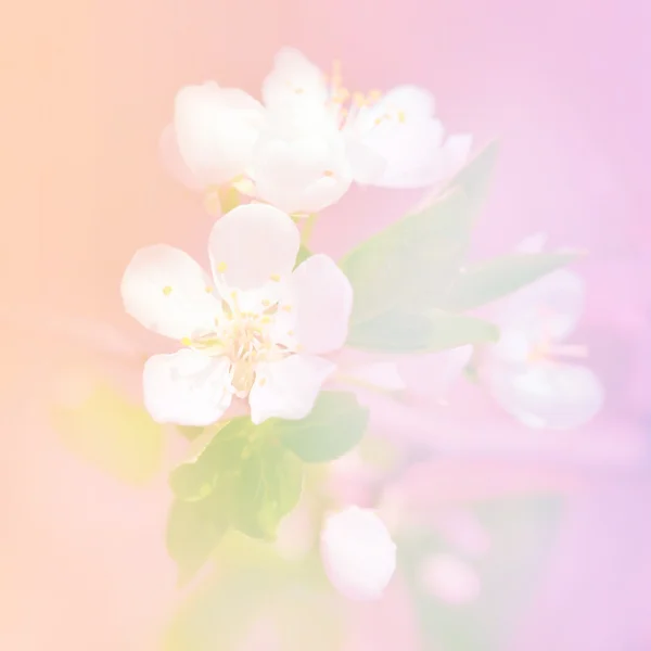 Spring apple blossom flowers over a light pink background