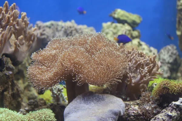 Corals, water, anemones