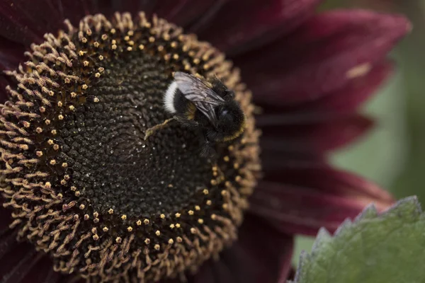 Sunflower, flower, bloom