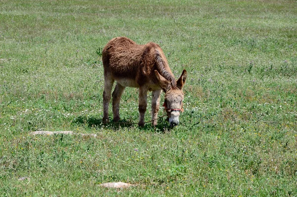 Brown donkey - horizontal