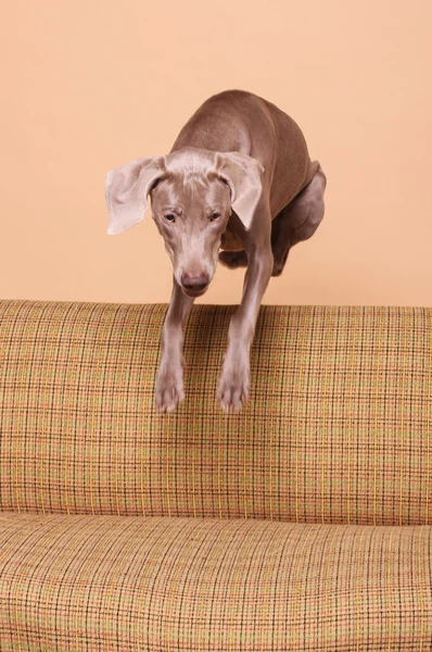 Funny nought dog jumping over the couch in action