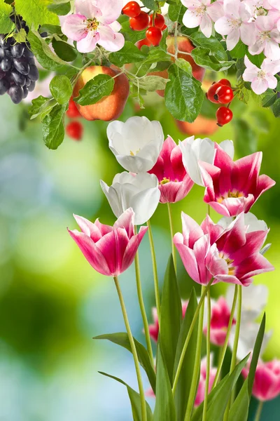 Image of flowers and fruits in the garden close up