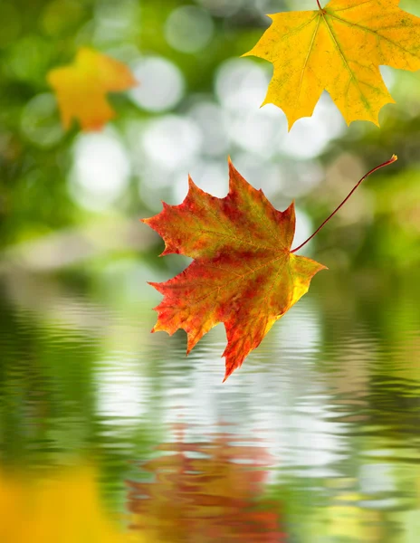Falling autumn leaves above the water