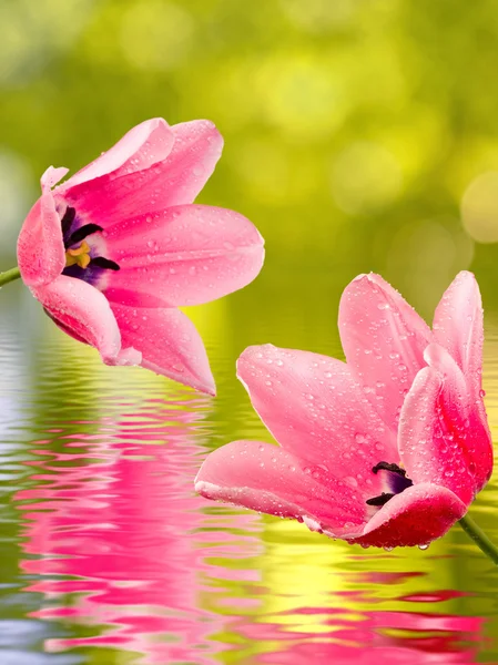 Image of beautiful flowers above the water closeup