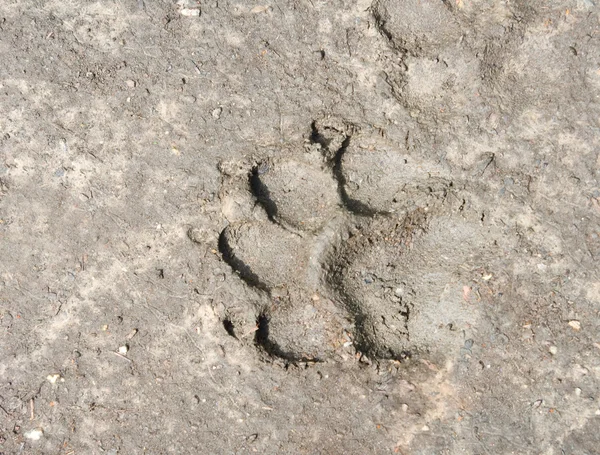 Footprint of dog paw close-up