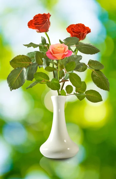 Isolated image of flowers roses