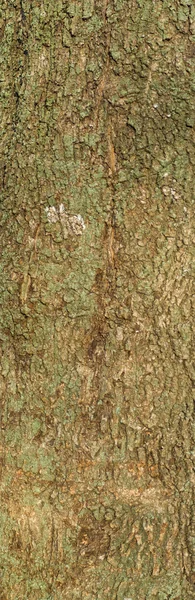 Image of tree bark in the forest close-up