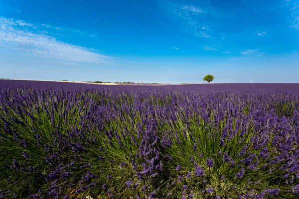 Panoramic view of lavender fields in Provence, France
