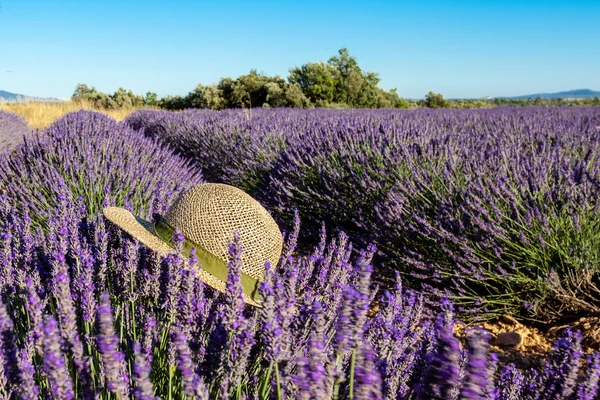 Lavender fields with hat in summer, Provence, France