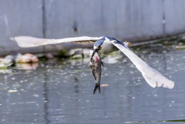 Flying Black crowned night heron caught a fish in Denver Park