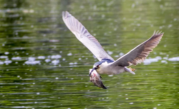 Flying Black crowned night heron caught a fish in Denver Park