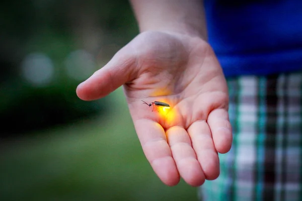 A firefly resting on a hand