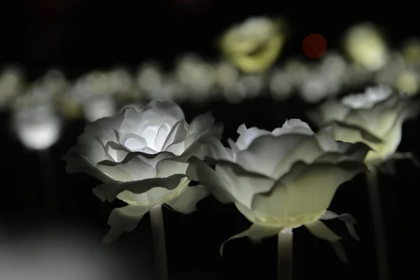 LED rose garden with bokeh background