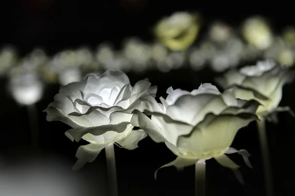 LED rose garden with bokeh background in Hong Kong