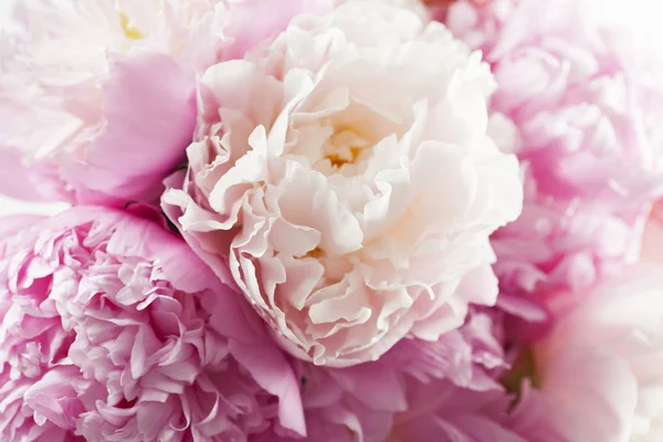 Beautiful pink peonies in white vase