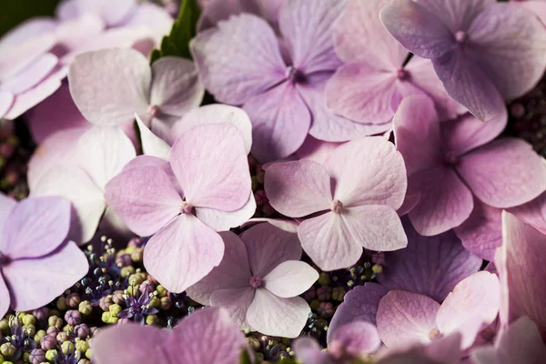 Bunch of beautiful pink Hydrangea/ hortenzia flowers