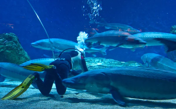 Feeding the giant sturgeon fish diver.
