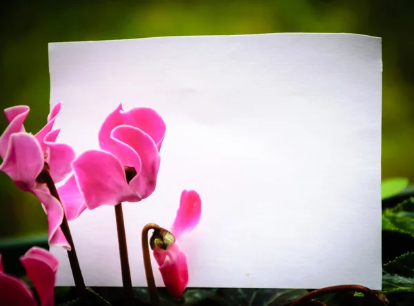 Blank note decorated with cyclamen flowers. Thank you or greeting card idea.